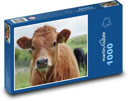 Brązowa krowa - Puzzle 1000 elementów, rozmiar 60x46 cm