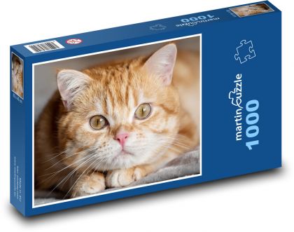 Britská krátkosrstá mačka - Puzzle 1000 dielikov, rozmer 60x46 cm