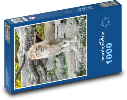 Lev v zoo - puzzle 1000 dílků