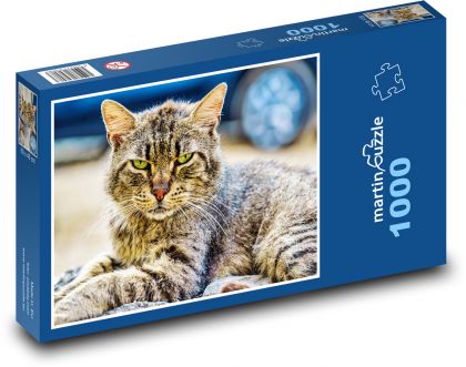 Kot domowy - Puzzle 1000 elementów, rozmiar 60x46 cm