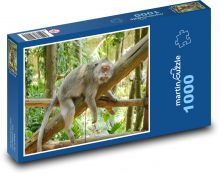 Indonezja - Bali, małpa Puzzle 1000 elementów - 60x46 cm