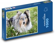 Shetlandský ovčák - pes Puzzle 1000 - 60x46 cm
