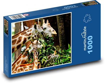Žirafy - krmení - Puzzle 1000 dílků, rozměr 60x46 cm