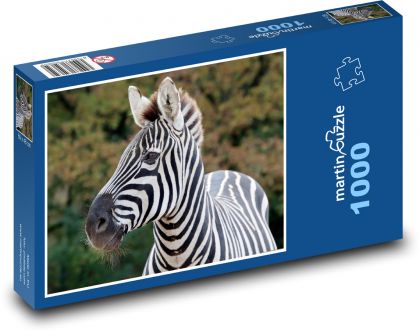 Zebra - Puzzle 1000 dielikov, rozmer 60x46 cm
