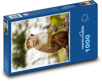 Opice - makak - puzzle 1000 dílků