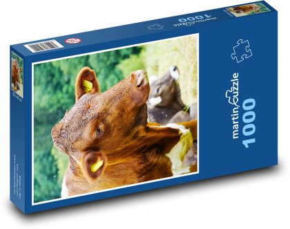 Krava - hovädzí dobytok - Puzzle 1000 dielikov, rozmer 60x46 cm