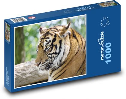 Tygrys - Puzzle 1000 elementów, rozmiar 60x46 cm