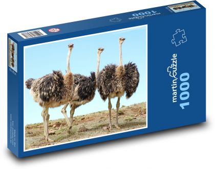 Pštros - pták - puzzle 1000 dílků