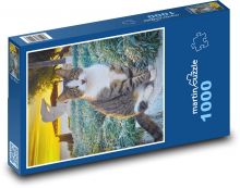 Kočka Puzzle 1000 - 60x46 cm