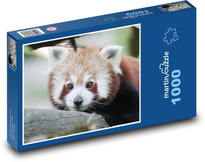 Red panda - Puzzle 1000 pieces, size 60x46 cm 