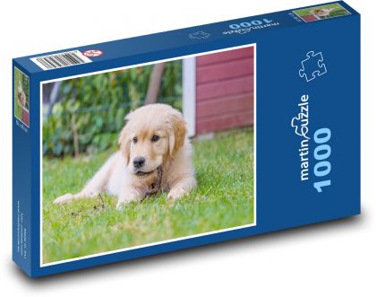 Golden Retriever - Welpe - Puzzle - 1000 Teile