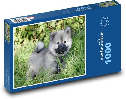 Eurasier - pies - Puzzle 1000 elementów, rozmiar 60x46 cm