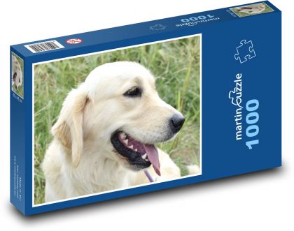 Zlatý retriever - pes - Puzzle 1000 dielikov, rozmer 60x46 cm