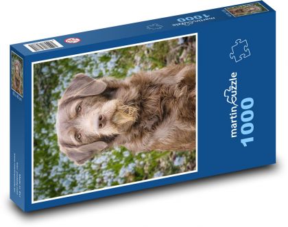 Pes - Labradoodle - Puzzle 1000 dielikov, rozmer 60x46 cm