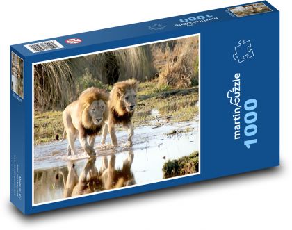 Pár lvů - puzzle 1000 dílků