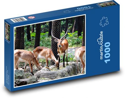 Animals - gazelle - Puzzle 1000 pieces, size 60x46 cm 