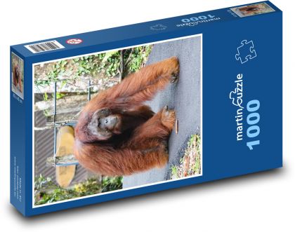 Orangutan - monkey - Puzzle 1000 pieces, size 60x46 cm 