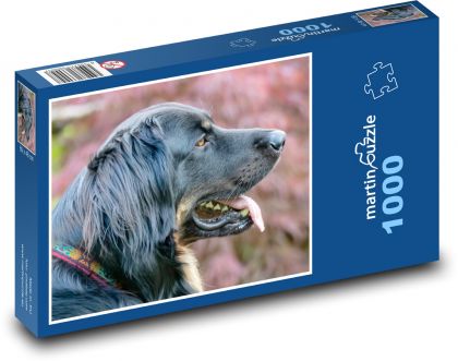 Hovawart - dog - Puzzle 1000 pieces, size 60x46 cm 