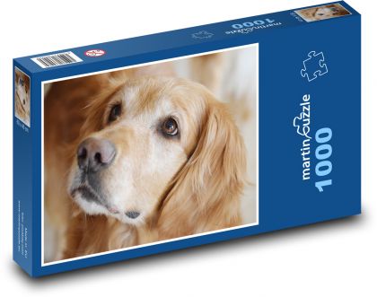 Zlatý retriever - Puzzle 1000 dielikov, rozmer 60x46 cm