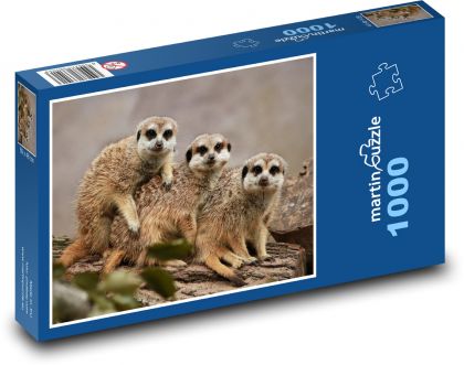 Zoo - surykatki - Puzzle 1000 elementów, rozmiar 60x46 cm