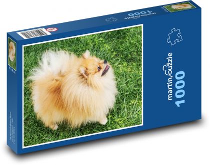 Dog - German Spitz - Puzzle 1000 pieces, size 60x46 cm 