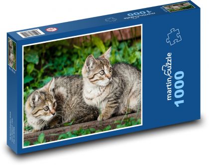 Mačky - mačiatka - Puzzle 1000 dielikov, rozmer 60x46 cm