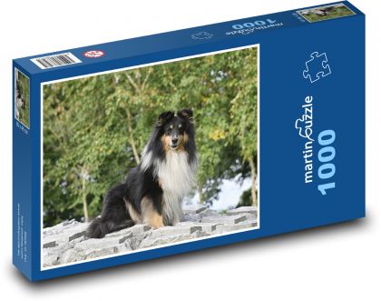 Shetlandský ovčiak - Puzzle 1000 dielikov, rozmer 60x46 cm