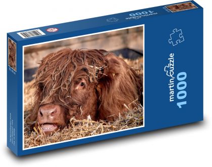 Cow - young cattle - Puzzle 1000 pieces, size 60x46 cm 
