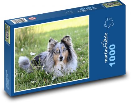 Sheltie - Hund, Schäferhund - Puzzle - 1000 Teile