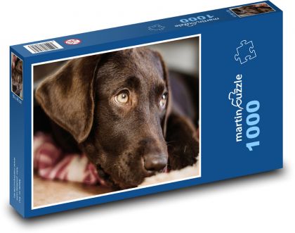 Labradorský pes - Puzzle 1000 dielikov, rozmer 60x46 cm