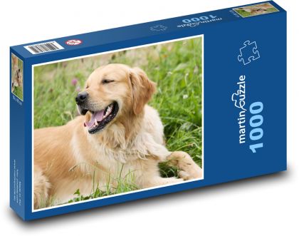 Golden Retriever - Puzzle 1000 pieces, size 60x46 cm 