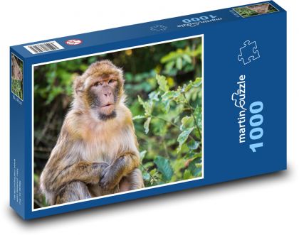 Małpa - makak barbarzyński - Puzzle 1000 elementów, rozmiar 60x46 cm