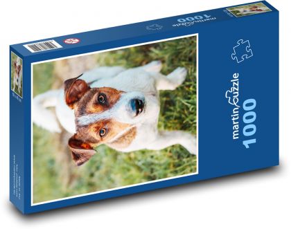 Jack russel - pes - Puzzle 1000 dielikov, rozmer 60x46 cm