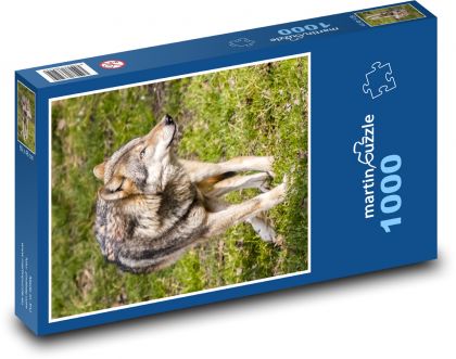 Vlk - cicavec - Puzzle 1000 dielikov, rozmer 60x46 cm