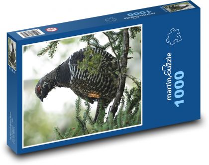 Pták - tetřev - puzzle 1000 dílků