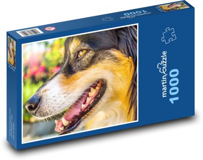 Australský ovčák - pes - puzzle 1000 dílků