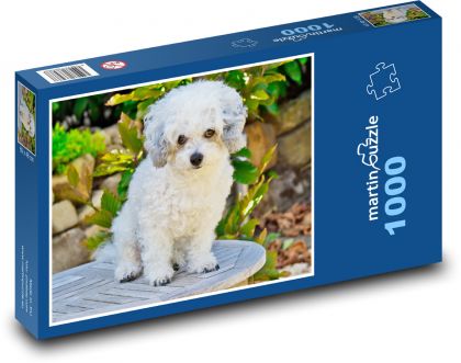 Pies boloński - Puzzle 1000 elementów, rozmiar 60x46 cm