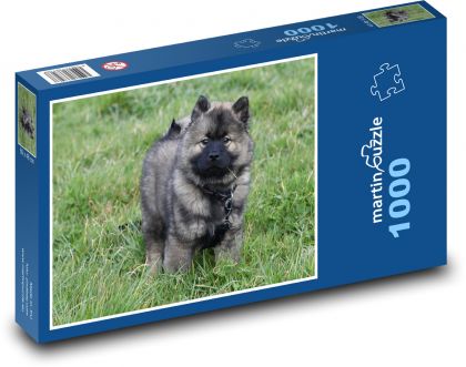 Pies - eurazjatycki - Puzzle 1000 elementów, rozmiar 60x46 cm