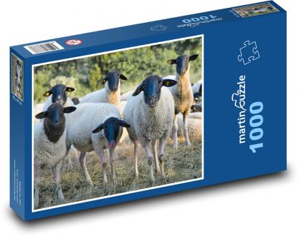 Stádo oviec - Puzzle 1000 dielikov, rozmer 60x46 cm