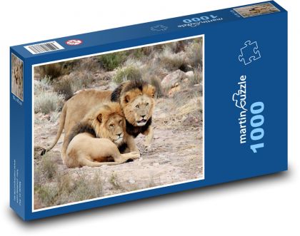 Jihoafrická republika - lvi - puzzle 1000 dílků