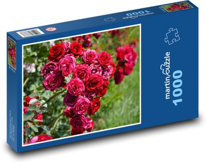 Red rose - Puzzle 1000 pieces, size 60x46 cm 