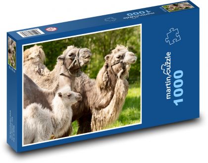 Zvieratá - ťavy - Puzzle 1000 dielikov, rozmer 60x46 cm