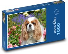 Kavalír - king charles španěl Puzzle 1000 dílků - 60 x 46 cm
