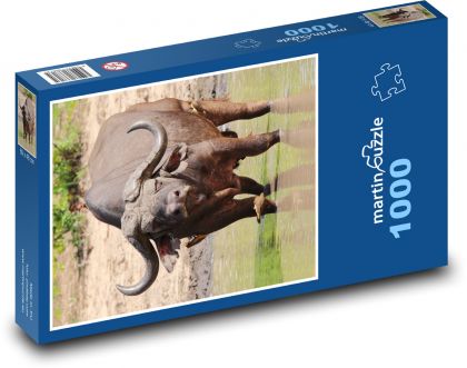 African buffalo - Puzzle 1000 pieces, size 60x46 cm 