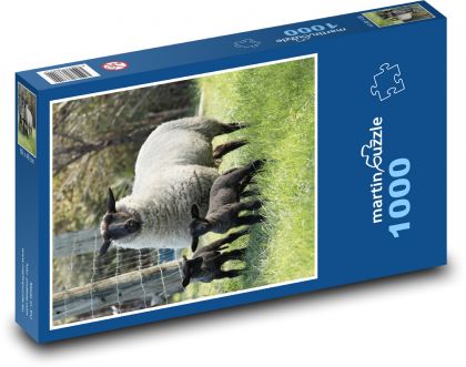 Owce - jagnięta - Puzzle 1000 elementów, rozmiar 60x46 cm