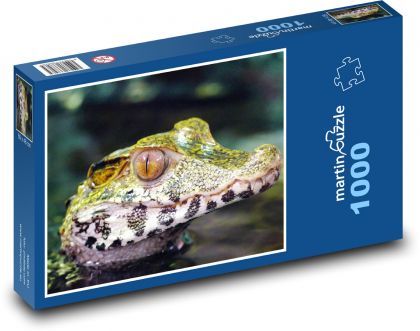 Kajman - krokodíl - Puzzle 1000 dielikov, rozmer 60x46 cm