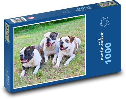 Americké buldogy v tráve - Puzzle 1000 dielikov, rozmer 60x46 cm