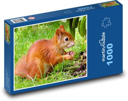 Zardzewiała wiewiórka na trawie - Puzzle 1000 elementów, rozmiar 60x46 cm