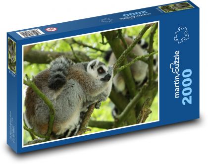 Lemur Kata śpiący na drzewie - Puzzle 2000 elementów, rozmiar 90x60 cm