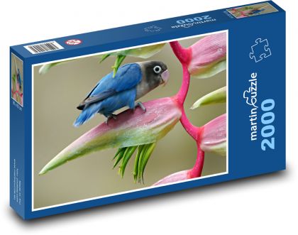 Agapornis - pták - puzzle 2000 dílků